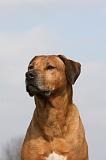 RODESIAN RIDGEBACK 045